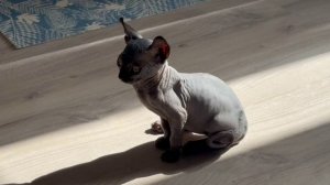 Это Рамзес восемь месяцев назад 😺таким мы взяли его к себе 😸