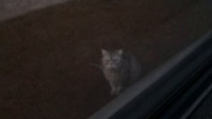 Езда без прав запрещена