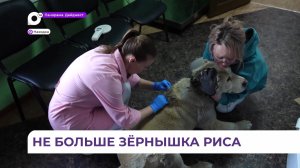 Электронные паспорта для хвостатых получают жители Приморья