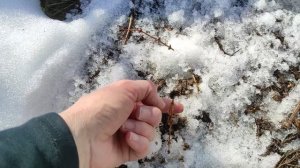 Весенние дела на участке, 1 апреля.