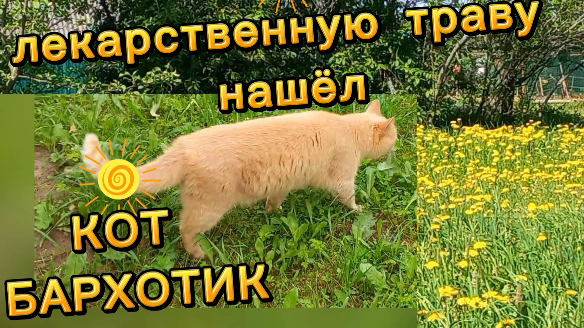 Кот Бархотик ест траву,знает,что ему нужно,наверное  это  пырей...