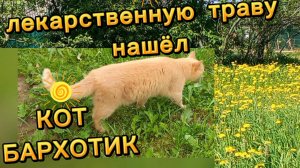 Кот Бархотик ест траву,знает,что ему нужно,наверное  это  пырей...