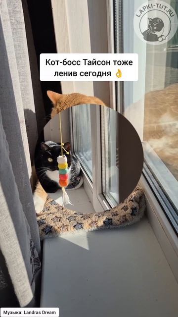 Игры в стороны, сегодня спа-процедуры 🌞

#лапкитут #котики #солнечныйдень #котбосс #отдыхподключ #ко