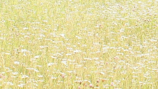 Ромашковое поле