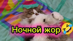 КОШКИ М ОЗВУЧКОЙ.