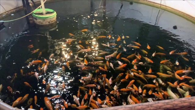 Удачный опыт с карпами КОИ.Еженедельный обзор