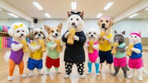 Вкус корейских традиций, тыквенный десерт! Мультики для детей. Яркие Мультики. Детские мультики