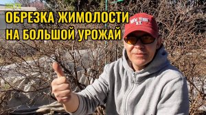 Весенняя обрезка ЖИМОЛОСТИ на большой урожай летом