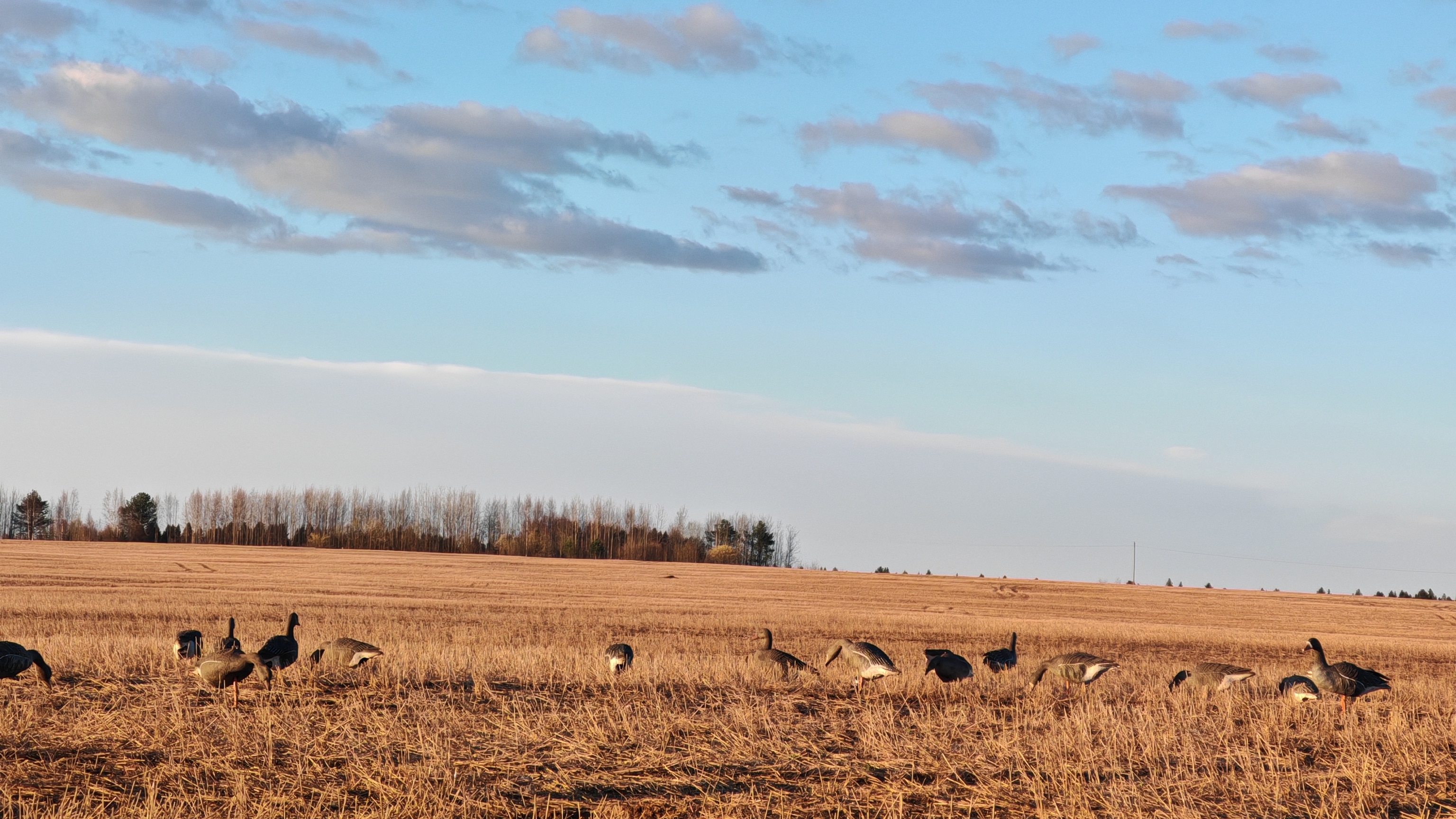 СОТНИ ГУСЕЙ НАЛЕТАЮТ ПОСВЕТЛУ!  ВЕСЕННЯЯ ОХОТА НА ГУСЯ НА ПРИСАДЕ!