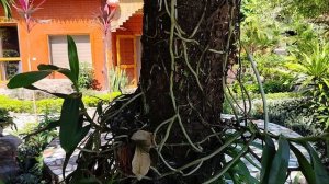 Орхидеи на деревьях.