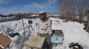 Пасека # 1. Первый облёт. Пчеловодство. 2026.