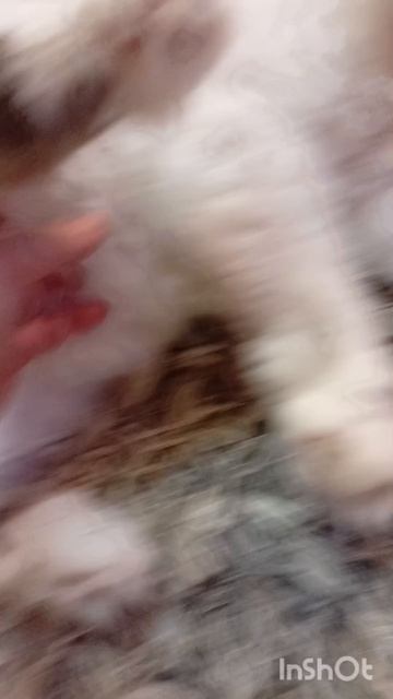 обзор на кота