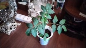 Завтрак .Покупки на Вайлдберриз.