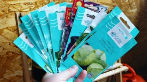 Пора сеять капусту.Я сею в стаканы.