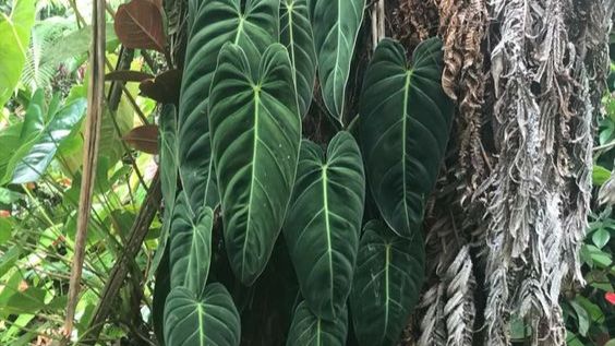 Фитостены. Демонстрация фитостены, как примера