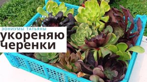 236. Укореняю черенки эониумов