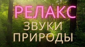 Релакс Пение птиц, звук воды. Звуки леса для сна и отдыха. Звуки природы для сна.