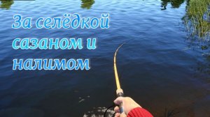 За селёдкой сазаном и налимом