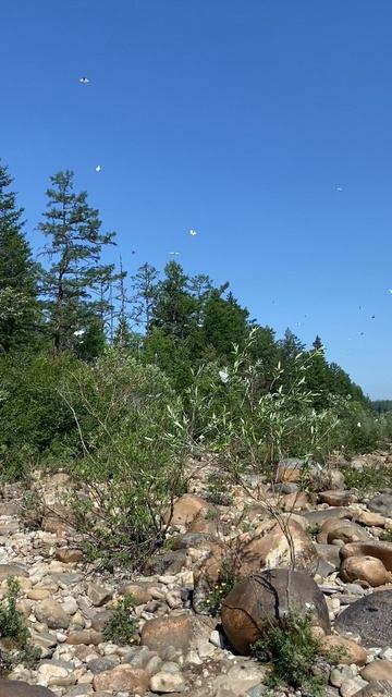 По берегу моей любимой реки