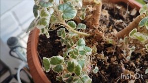 Обрезаем пеларгонию Excalibur.