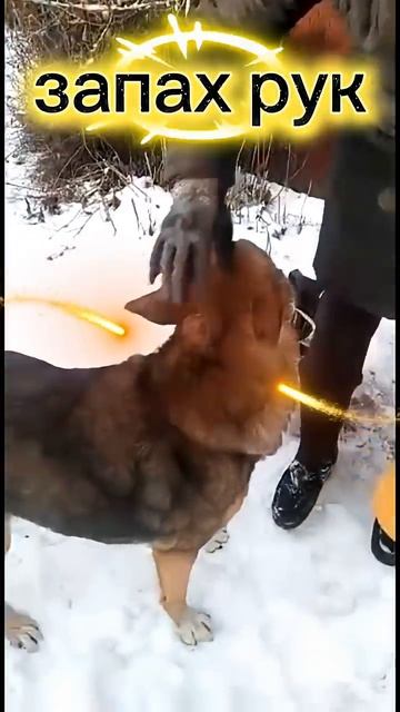 Друзья не бросайте своих четвероногих друзей мы в ответе за тех, кого приручили #михаилобразцов