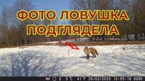 "Жизнь пенсионера".. Посмотрите, кого увидела фото ловушка в лесу.