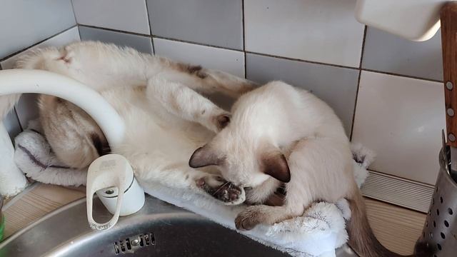 Тайская кошка Эвридика и котенок Синистры