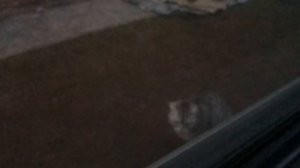 Прикольно мау