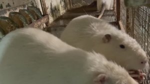 Эксперимент с нутриями не получится