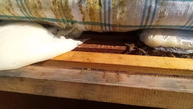 Что делать если матка не сеет?