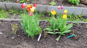 Показываю розочки посаженные две недели назад. Конец мая 2025год