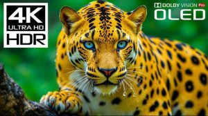 Невероятная жизнь животных. HDR 4K.