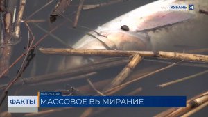 Массовый мор рыбы снова заметили на Восточно-Кругликовской в Краснодаре