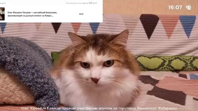 Cat Life TV: Прямая трансляция