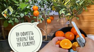 Лес цитрусов! Обработка от вредителей, распаковка новых лимонов и дегустация плодов Кукле, Рангпура