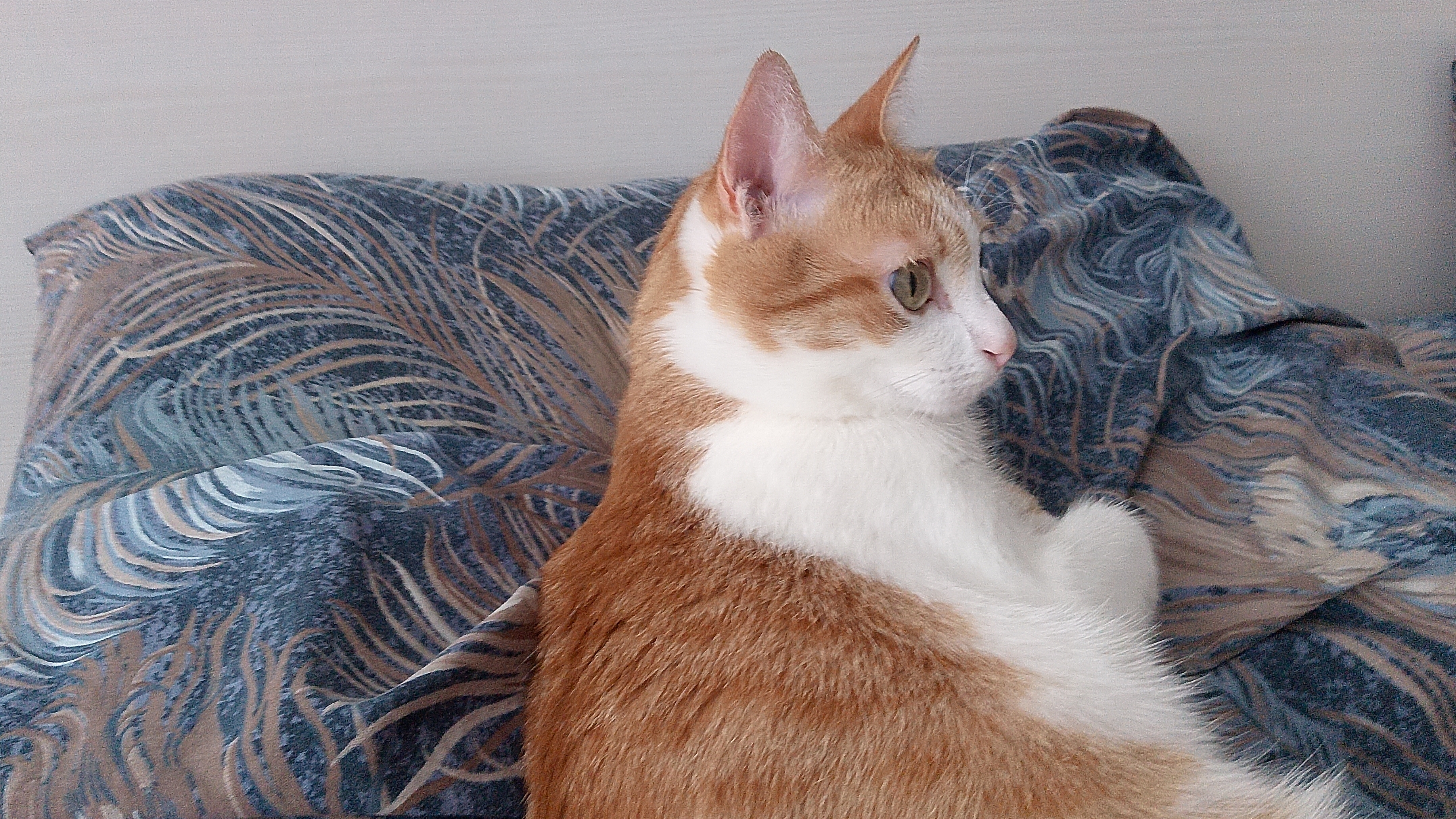 Марс играет/Gatto Meow