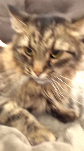 Тимка #мойпитомец #кот