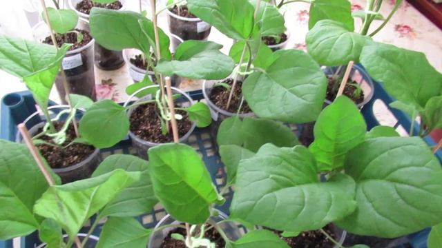 Рассада баклажан сохнут листья, и на это есть 7 причин