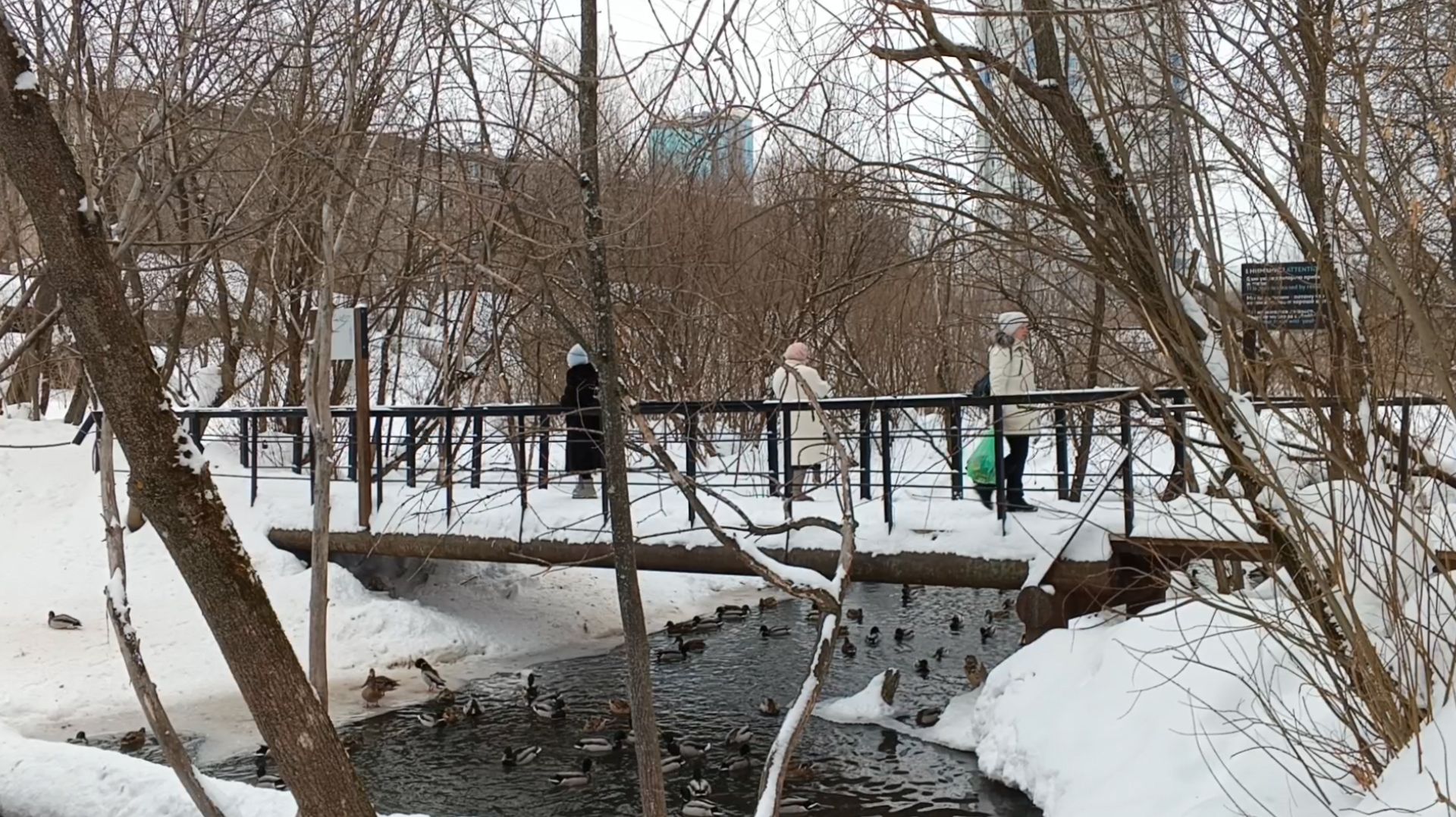 Утки на реке Данилиха