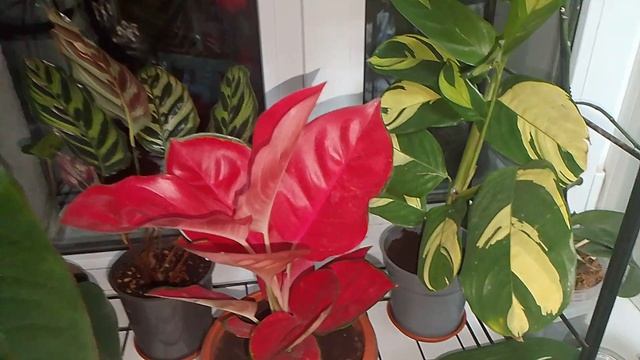 🌸 Приятная новость! Моя коллекция шикарных цветов пополнилась 🌺✨