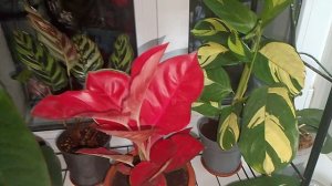 🌸 Приятная новость! Моя коллекция шикарных цветов пополнилась 🌺✨