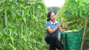 Собранный урожай огурцов несу на рынок продавать и покупаю семяна для посева. Серия 33. Се