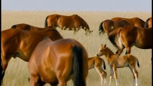 Меч и кольчуга. слова Ольги Шмаковой (Белашевой)