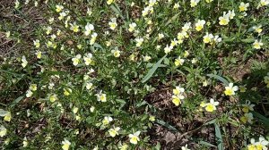 Фиалка полевая