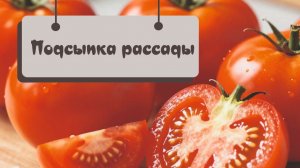 Подсыпка рассады томатов