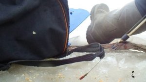 Зимняя Рыбалка 2021 Первый лёд Ноябрь. Ловля плотвы.