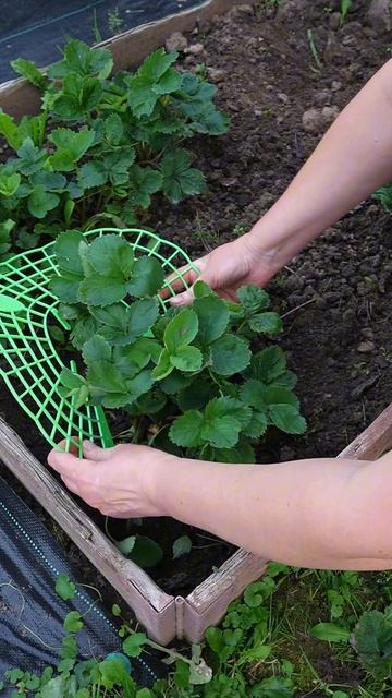 Поддерживаем клубнику