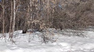 В лесу: продолжение темы о человеке - антропоцентризм, гуманизм, права человека, природа. Дисбаланс