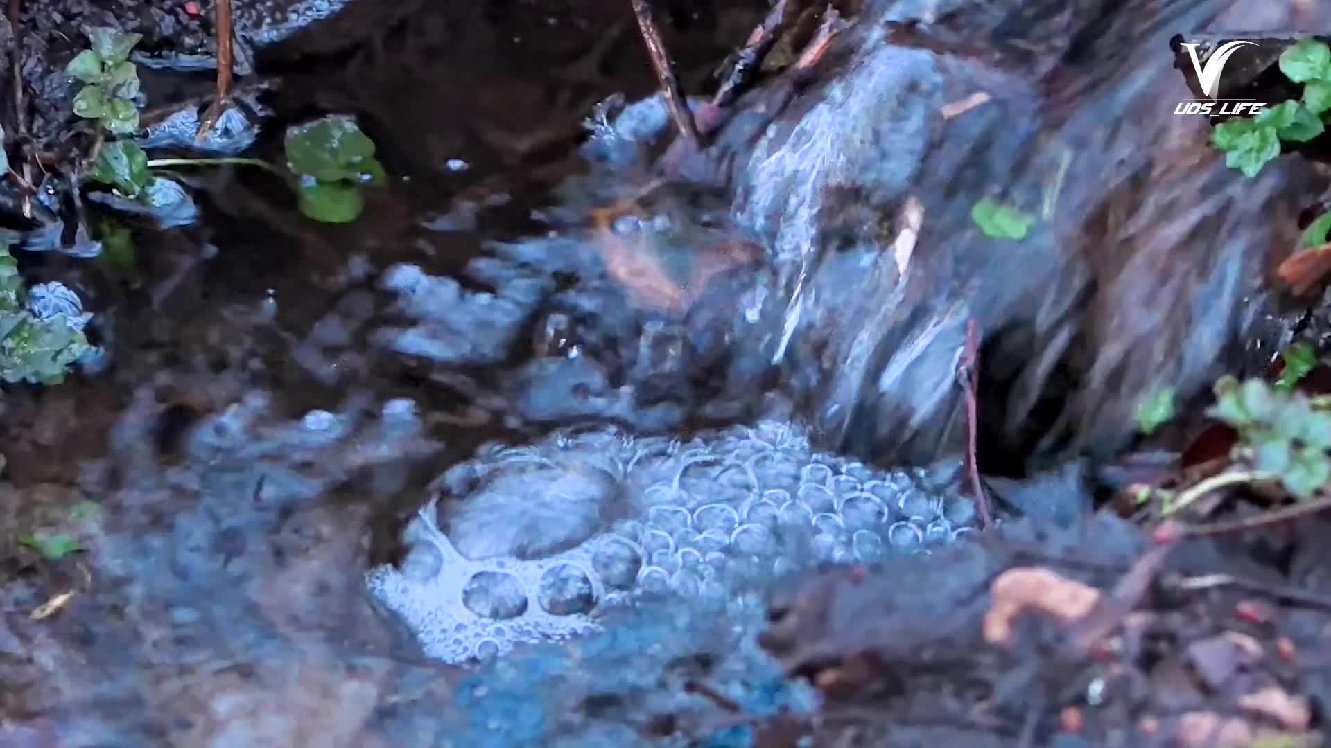 В лесной зоне удалось запечатлеть тихое течение ручья, сопровождаемое пением птиц и шелестом лист...