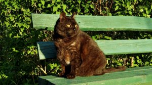 О Васе ( Из архива )